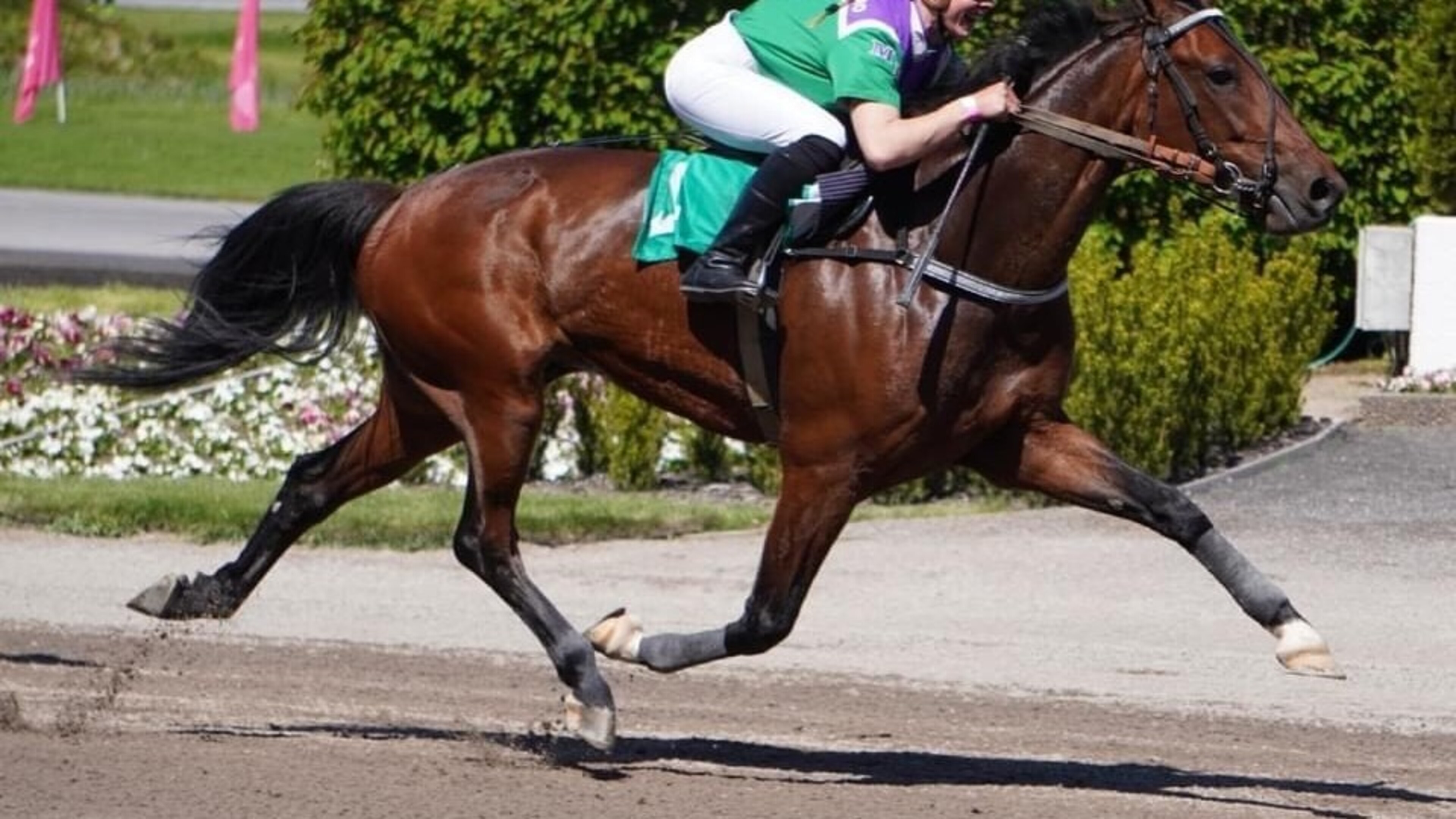 Paardenfokker Jean Huls glundert over prestatie ‘Dreambreaker’: ‘Zeven keer winnen op de grote draf 